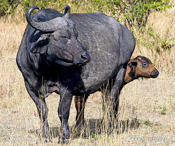 Bufalo nero
