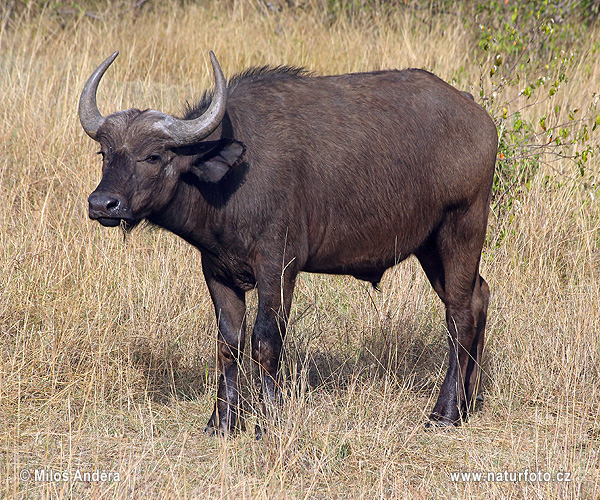 Buffle d'Afrique