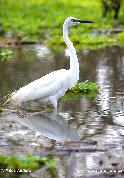 Burung Bangau Besar