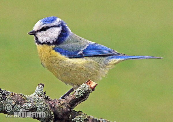 Burung gelatik biru