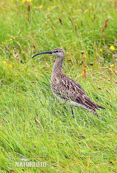 Burung Kedidi Pisau Raut