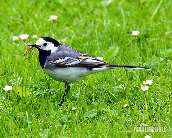 Burung Pipit Pelanduk