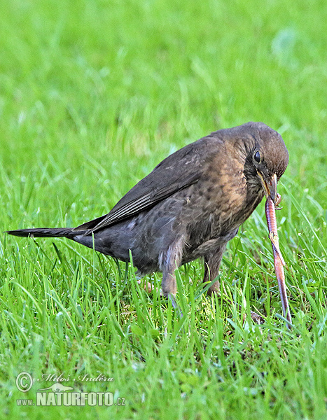 Burung sikatan hitam