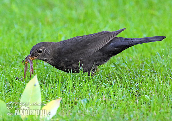 Burung sikatan hitam