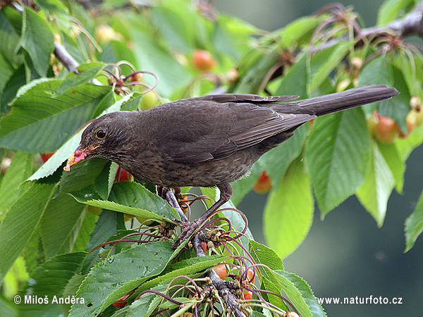 Burung sikatan hitam