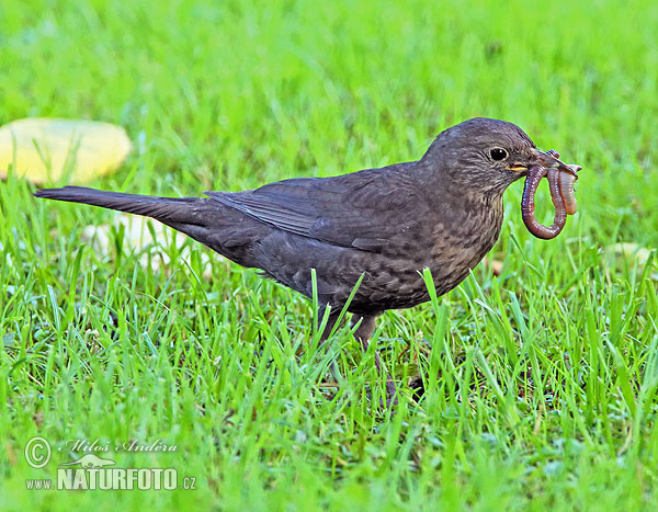 Burung sikatan hitam