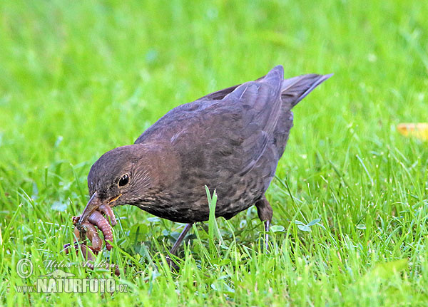 Burung sikatan hitam