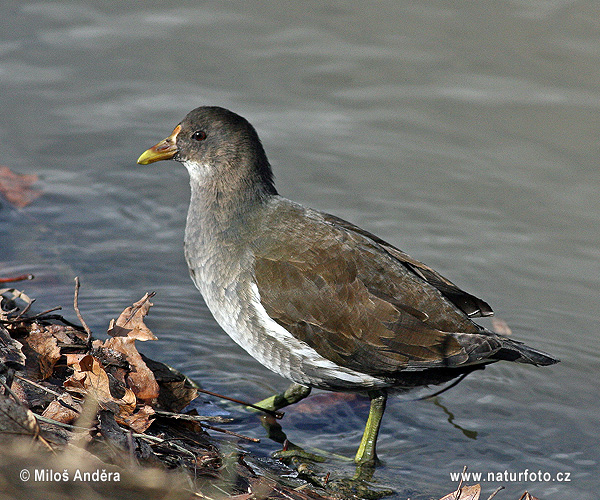 Burung Tiong Air