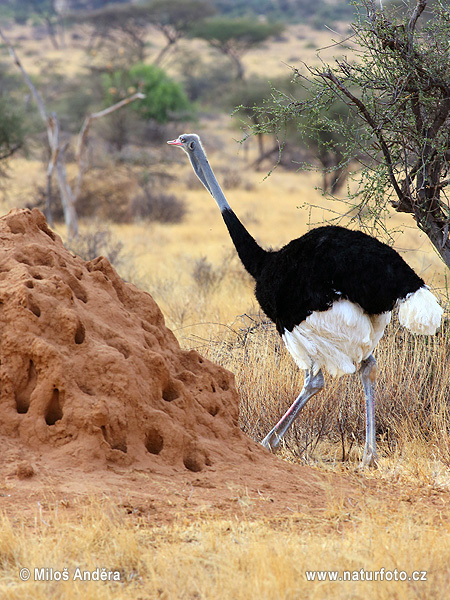 Burung Unta