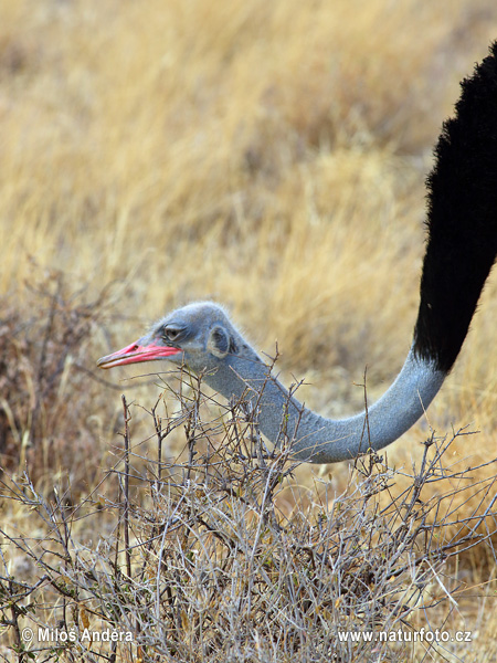 Burung Unta