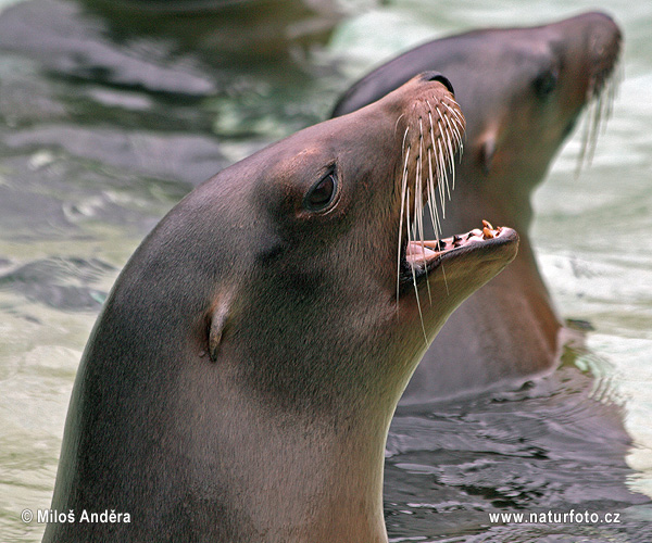 Californische zeeleeuw