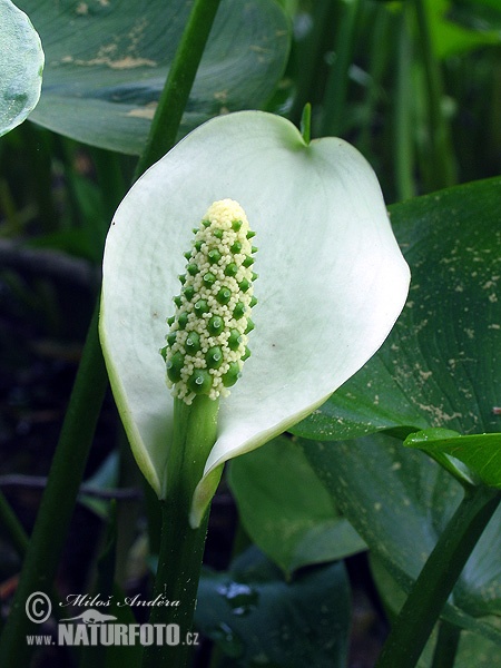 Calla di palude