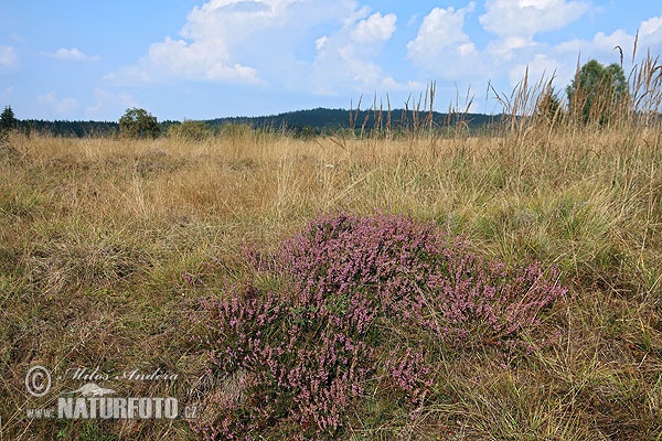 Calluna vulgaris