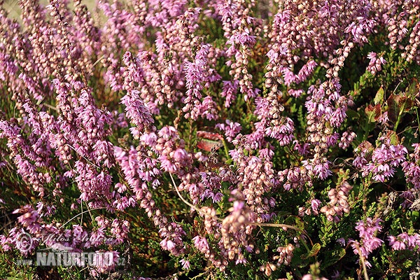 Calluna vulgaris