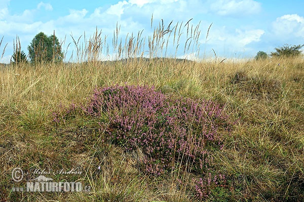 Calluna vulgaris