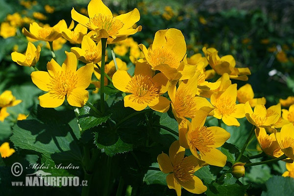 Caltha palustris