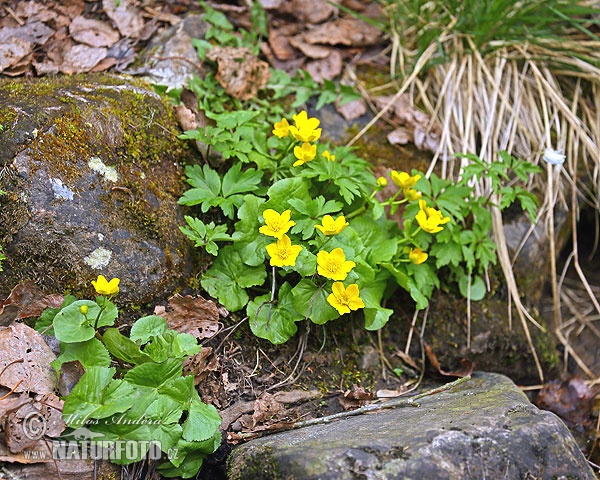 Caltha palustris