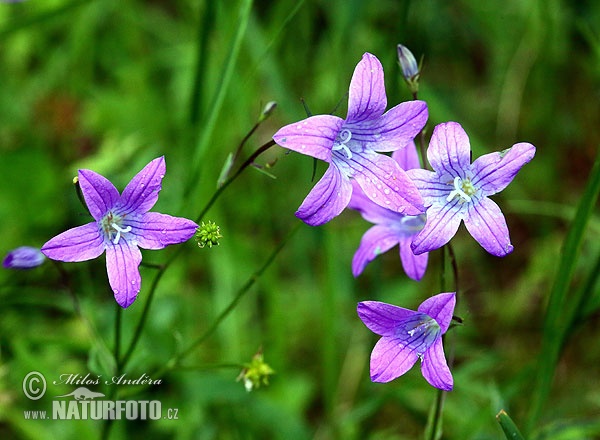 Campanula patula