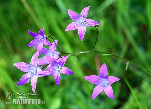 Campanula patula