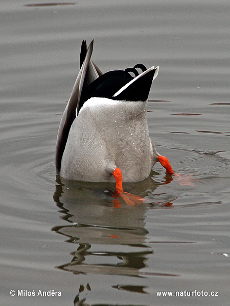 Canard colvert