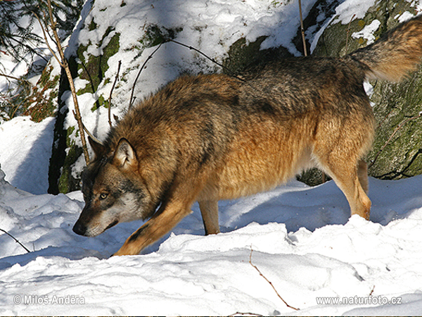 Canis lupus