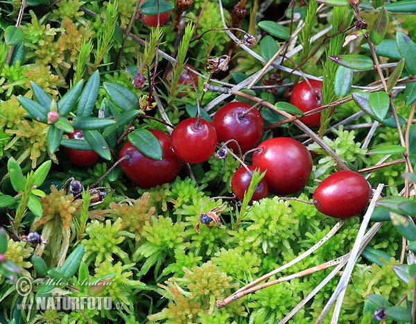 canneberge, la grande airelle rouge d’Amérique du Nord