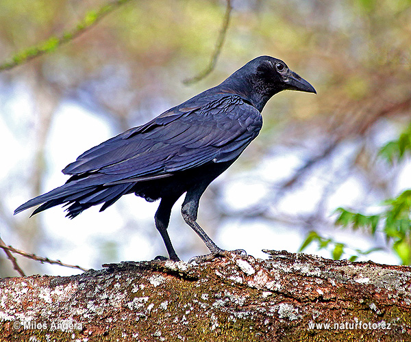 Cape Crow, Black Crow, Cape Rook, African Rook (Corvus capensis)