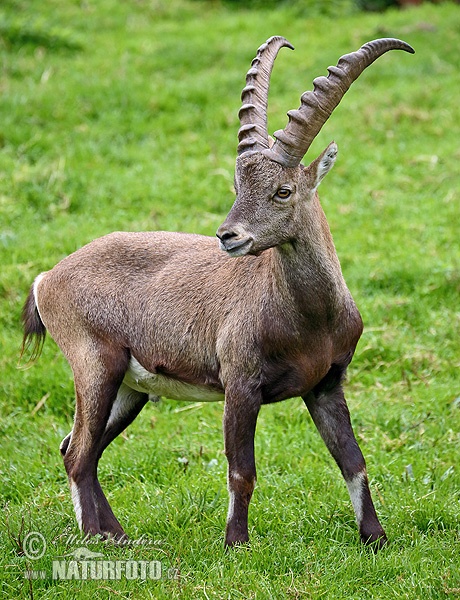 Capra ibex