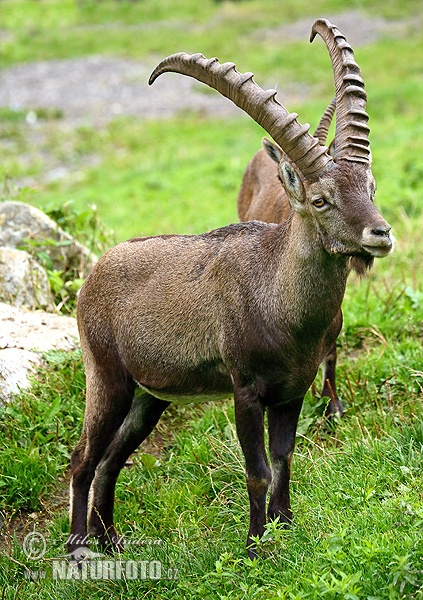 Capra ibex