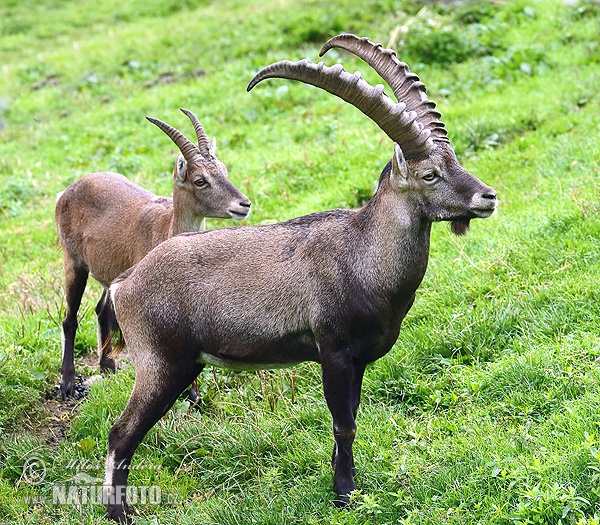 Capra ibex