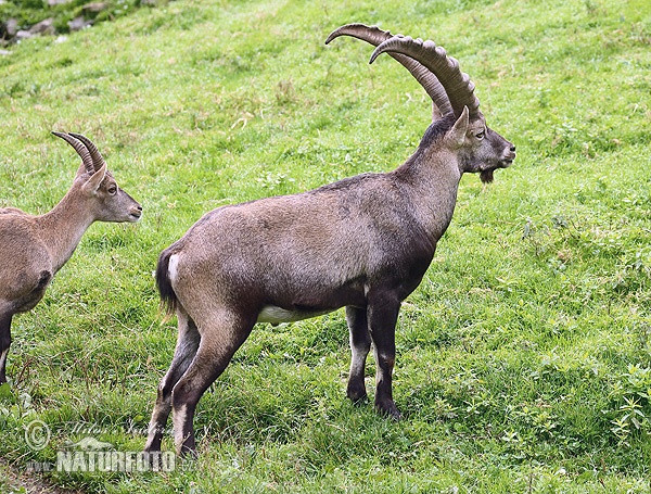 Capra ibex