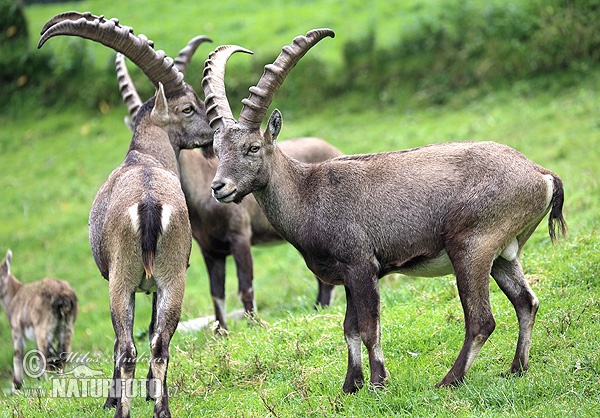 Capra ibex
