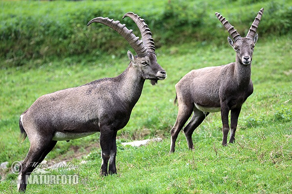 Capra ibex