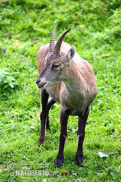 Capra ibex