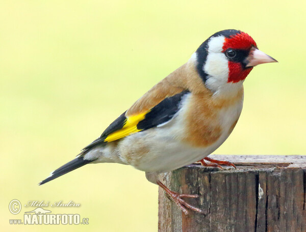 Carduelis carduelis