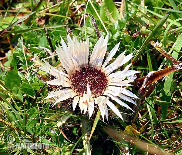 Carlina acaulis