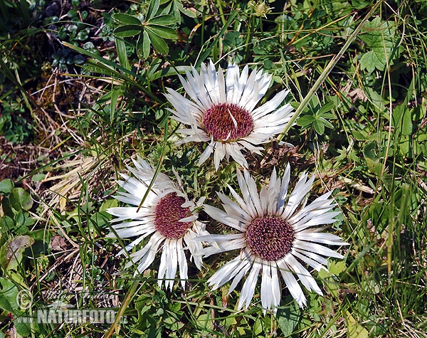 Carlina acaulis