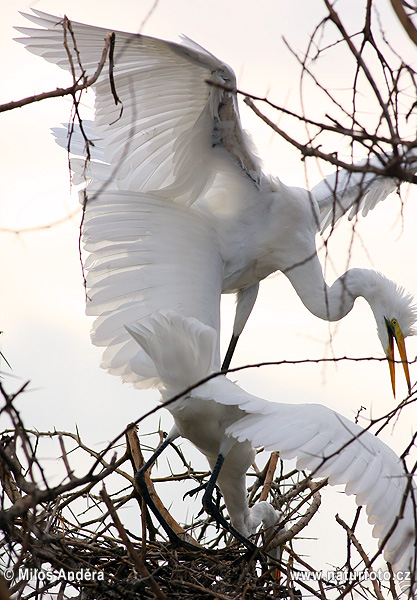 Casmerodius albus