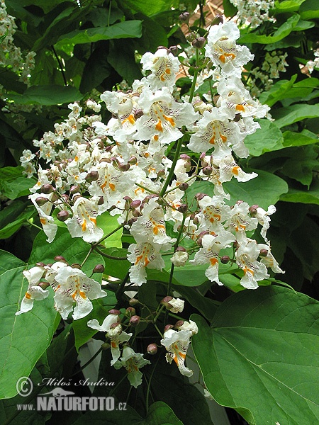 Catalpa bignonioides