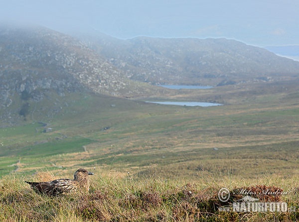 Catharacta skua