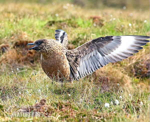 Catharacta skua