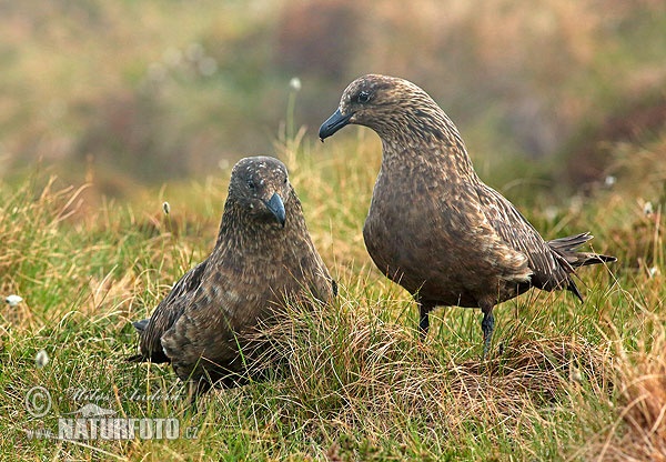 Catharacta skua