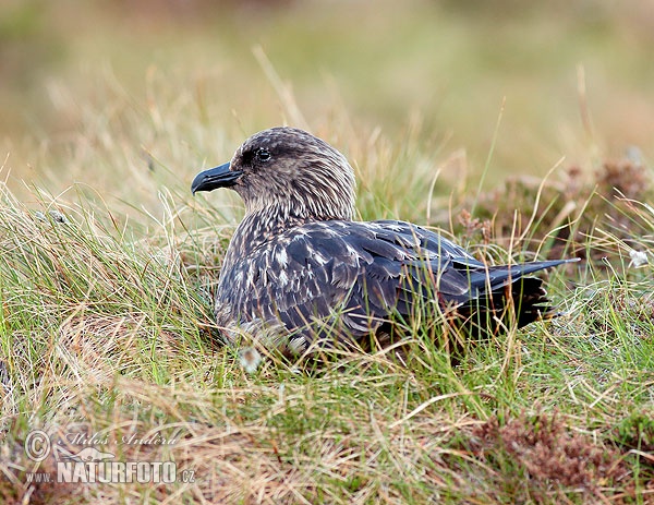 Catharacta skua