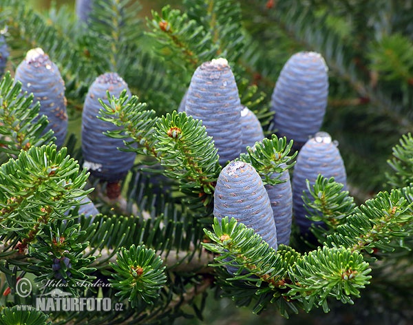 Cedrus atlantica