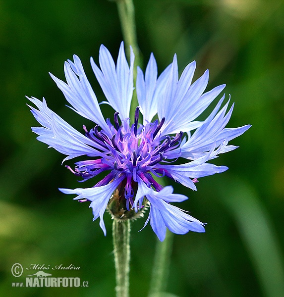 Centaurea cyanus