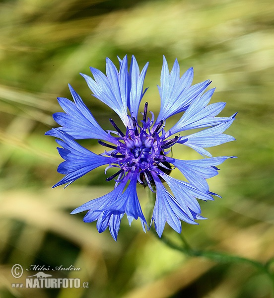 Centaurea cyanus