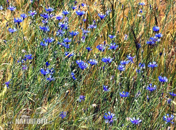 Centaurea cyanus