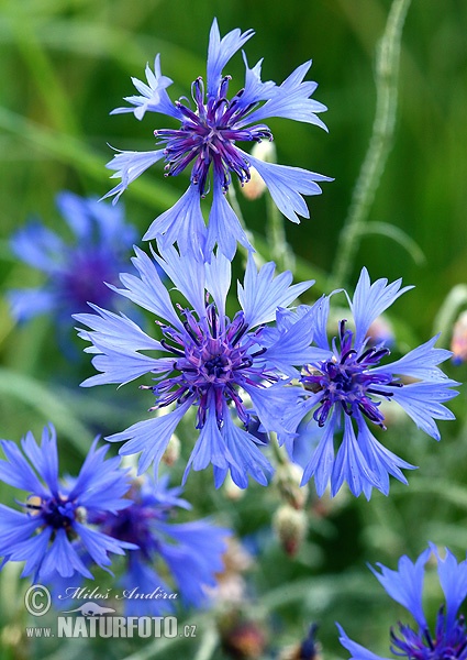 Centaurea cyanus