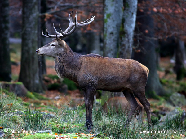 Cerf élaphe