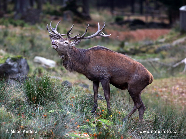 Cerf élaphe